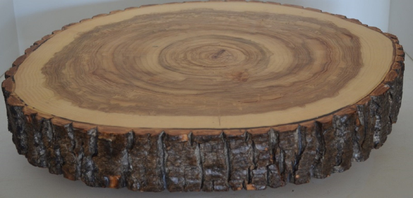 Log Slice Slab for Charcuterie board, Cake Stand, Cutting Board, Food Serving, or Center Piece, NO Legs, With Bark (size: 12"-14")